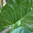 Ranita meridional // Mediterranean tree frog