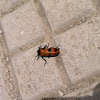 Blister Beetle