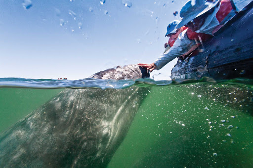 touching-gray-whale2.jpg - Have a close encounter with a gray whale during your Lindblad Expeditions tour of the Sea of Cortez in Baja.