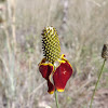 Prairie Coneflower