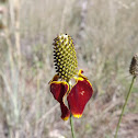 Prairie Coneflower