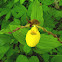 Yellow Lady's Slipper