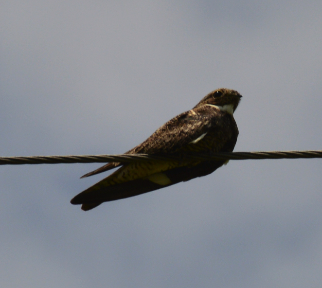 Common nighthawk