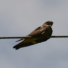 Common nighthawk