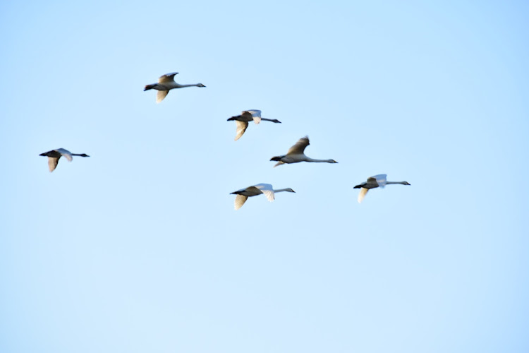 フィットの一眼レフ初心者・白鳥撮影・白鳥の郷公苑・明日は弥彦山行きます！に関するカスタム事例の投稿画像12枚目