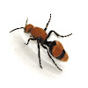 Velvet Ant