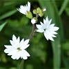 Common Woodland star