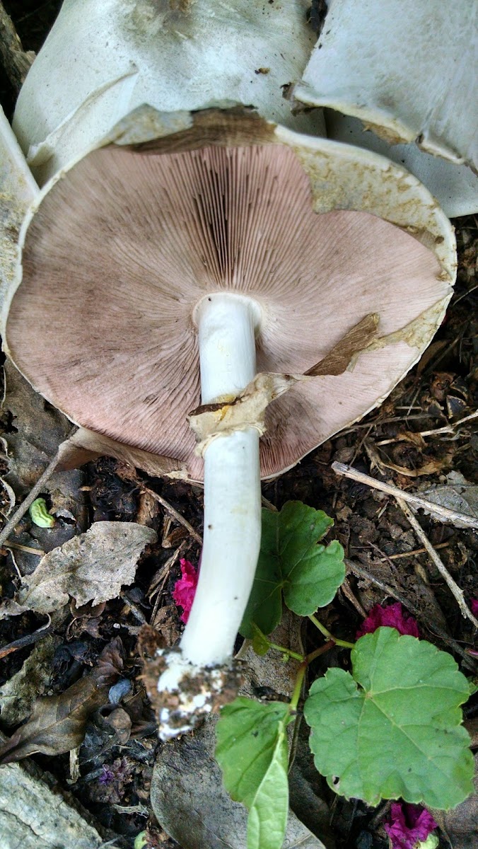 Agaricus sivicola