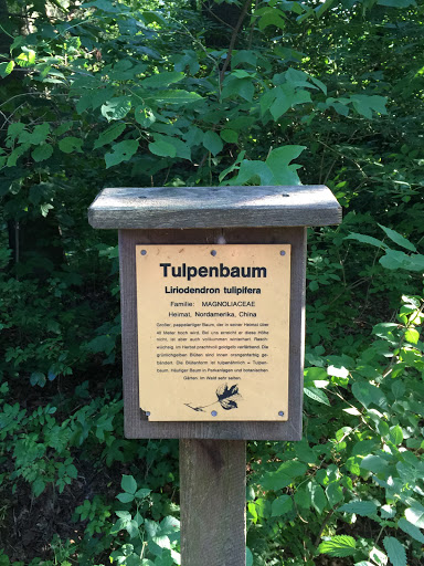 Tulpenbaum