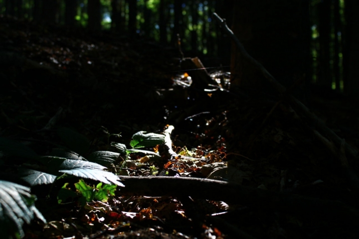 Bosco al tramonto di Boccino