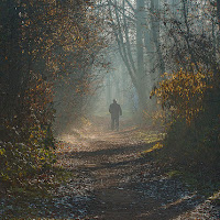 ascoltando il silenzio del bosco di 