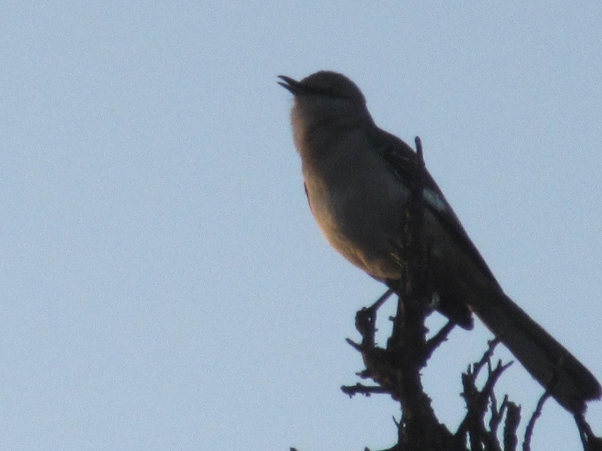 Northern Mockingbird