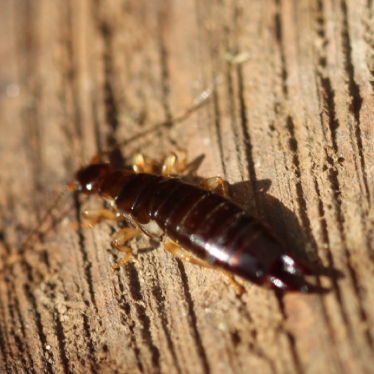 Ringlegged Earwig