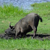 Cape Buffalo