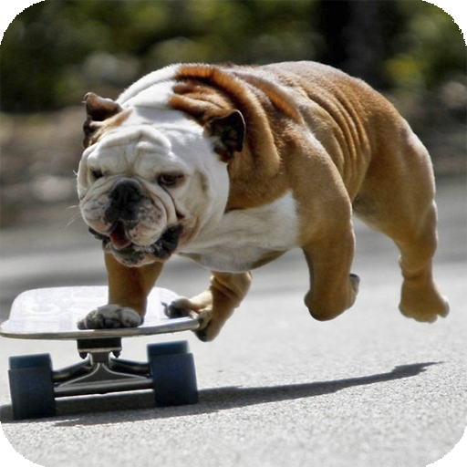 Bulldog Pack 2 Live Wallpaper 個人化 App LOGO-APP開箱王