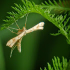 Plume moth