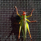 Red-headed Meadow Katydid