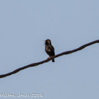 Spotless Starling; Estornino Negro