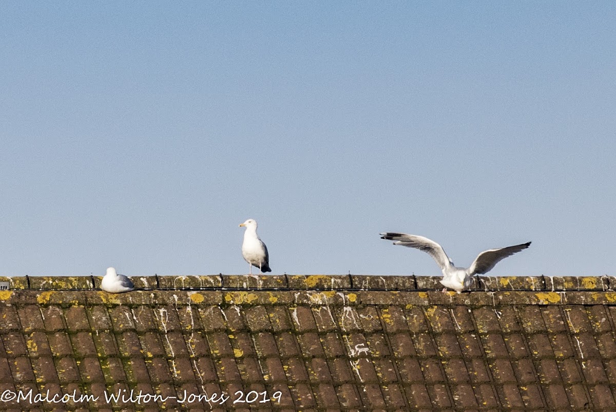 Herring Gull