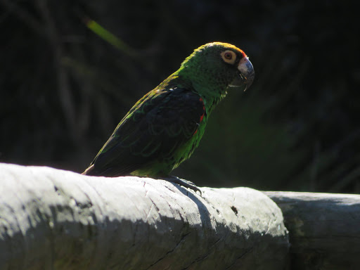 Birds in South Africa 2017