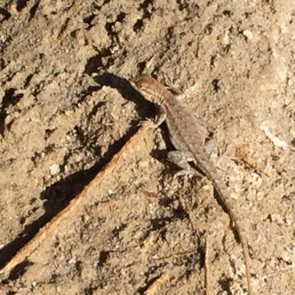 Desert side-blotched lizard