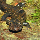 Blackbelly Salamander