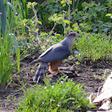 Cooper's Hawk