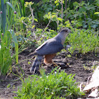 Cooper's Hawk