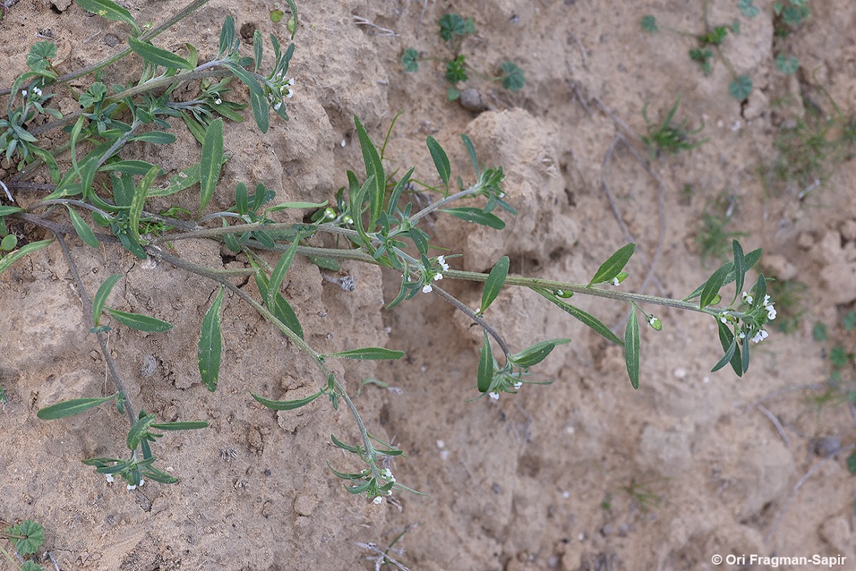 Lybian lobularia