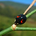 Harlequin ladybird