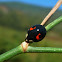 Harlequin ladybird