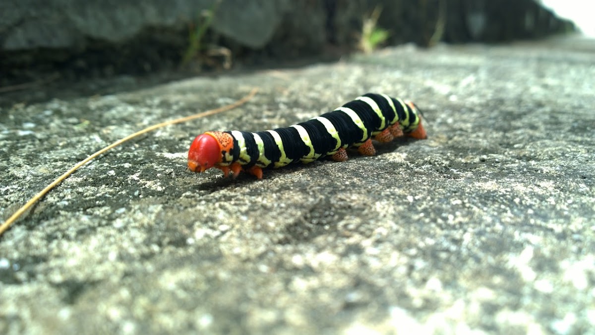 Frangipani Hornworm Caterpillar