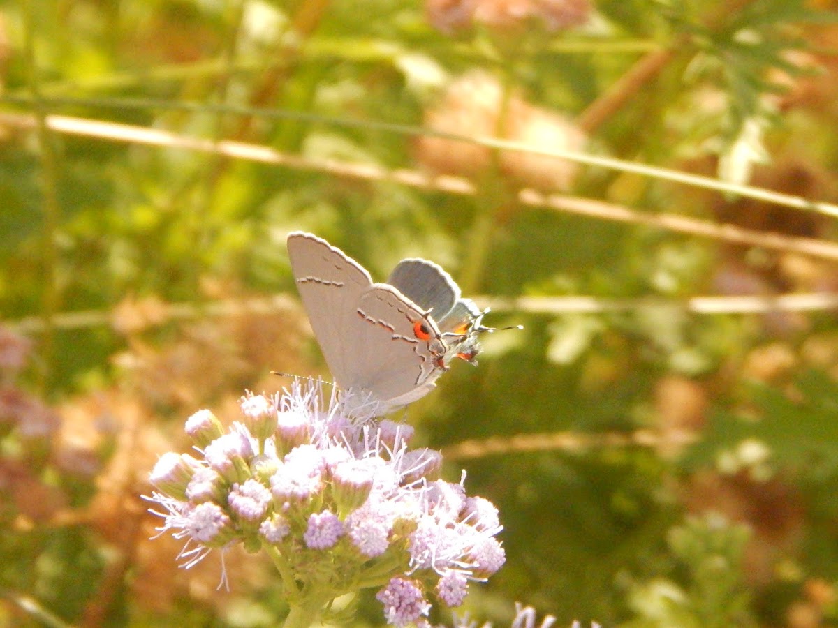 Gray hairstreak