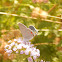 Gray hairstreak