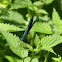 Banded demoiselle