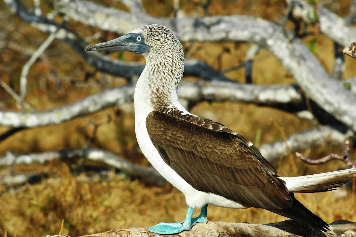 Blue Footed Booby