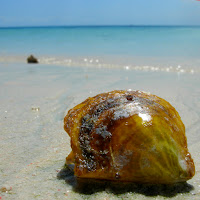 Conchiglia a Zanzibar di 