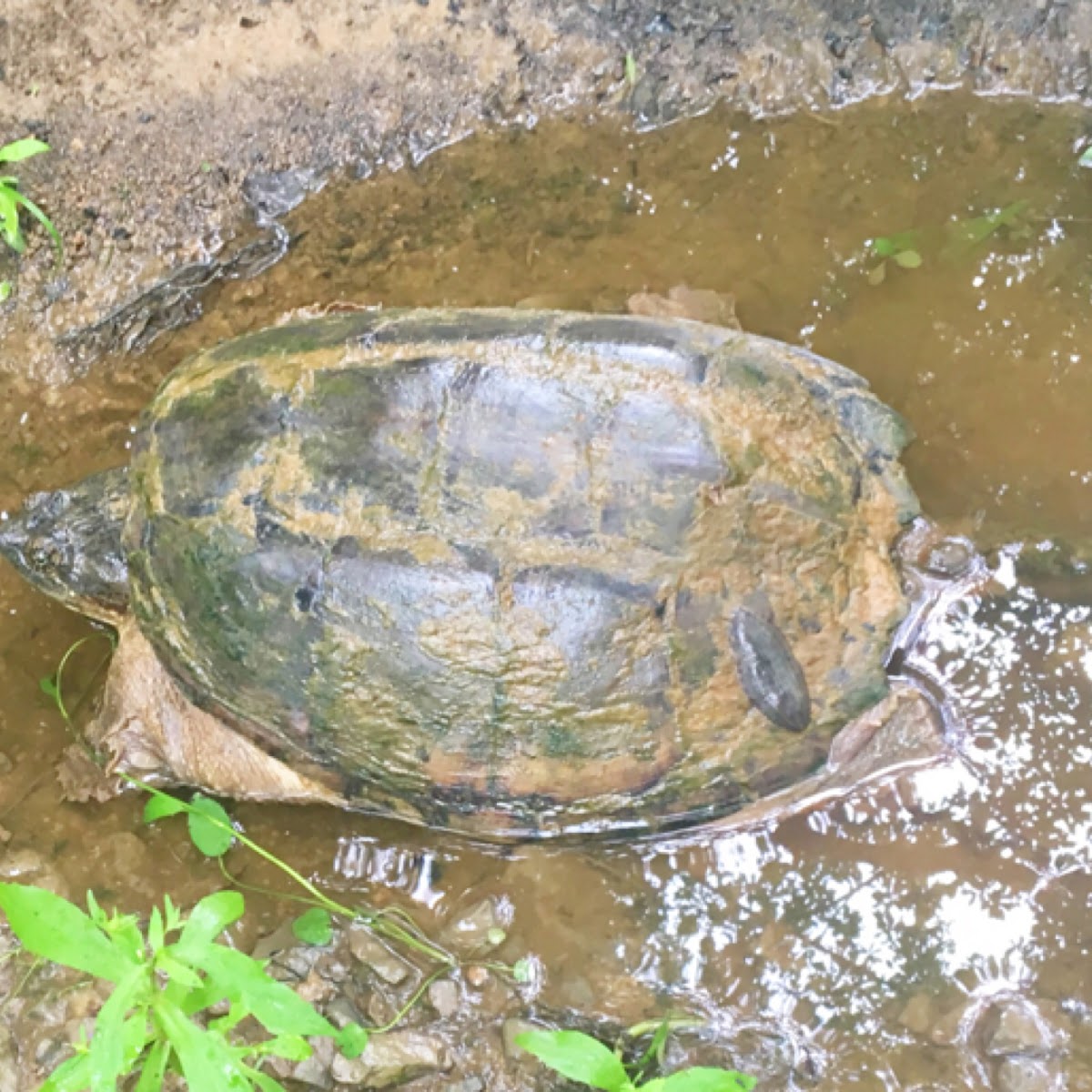 Common snapping turtle