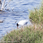 Mediterranean Gull; Gaviota Cabicinegra