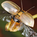 Tasmanian Eucalyptus Leaf Beetle