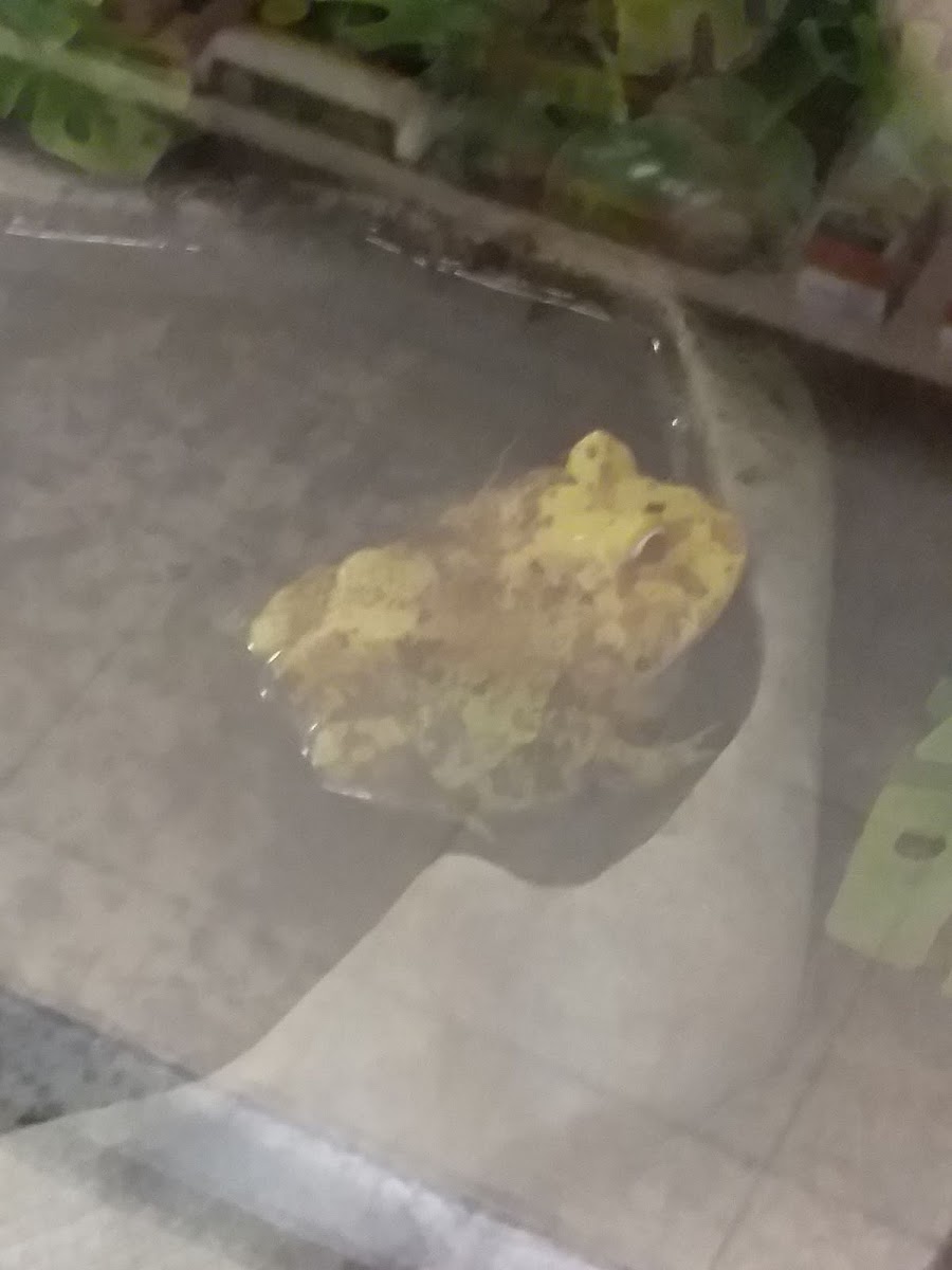 Cranwell's Horned Frog (Albino)