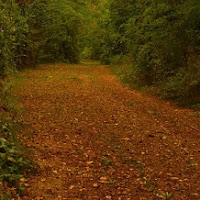 Perso nel verde di 