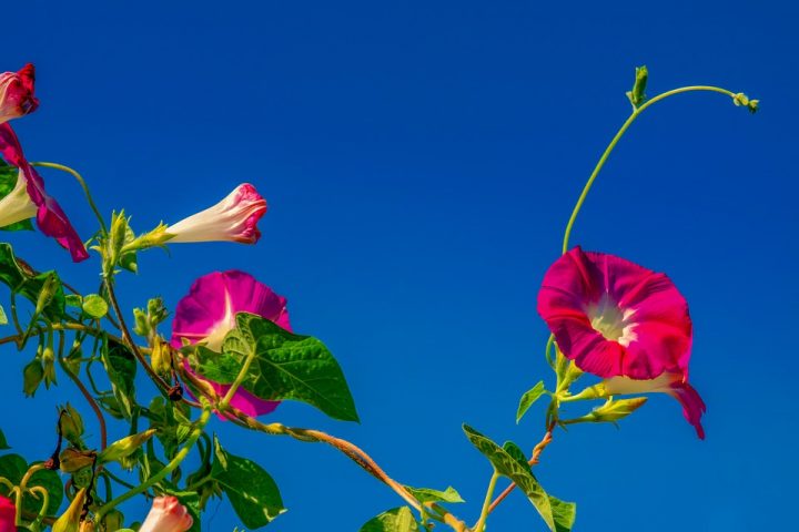 失恋の花言葉を持つ花たち14選 恋の終わりを意味する切ない花を季節別にご紹介 Trill トリル