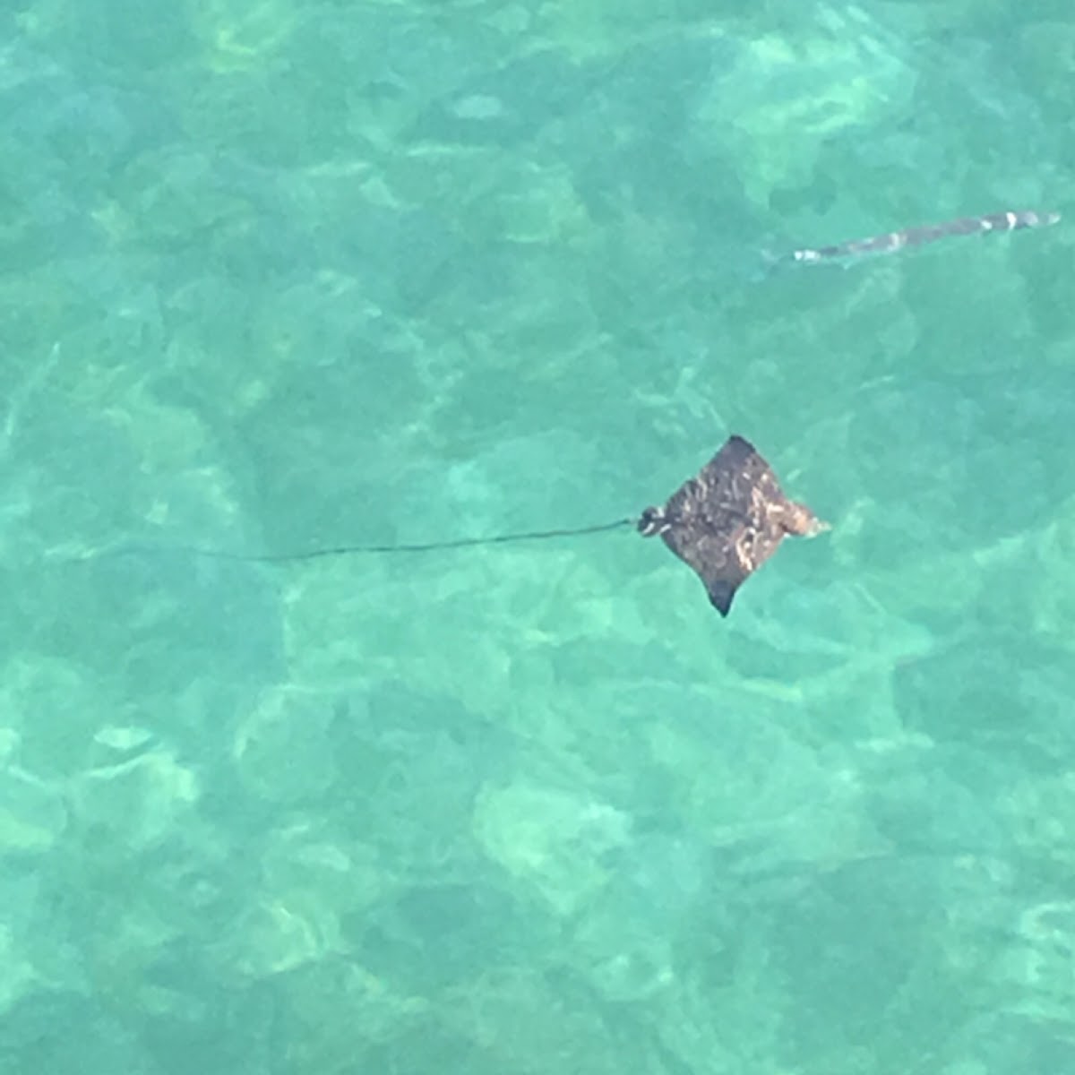 Spotted Eagle Ray