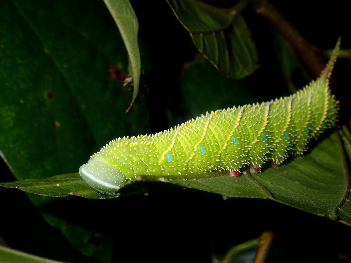 Caterpillar of Hawkmoth