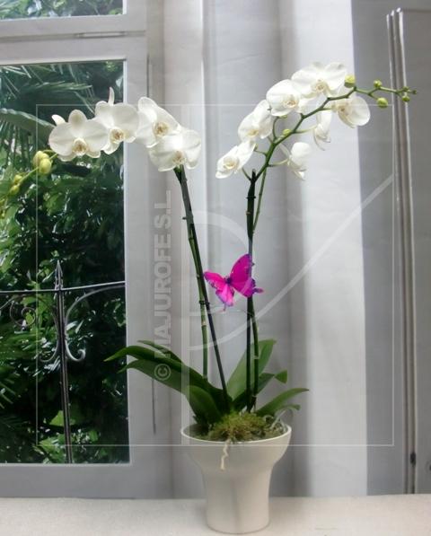 Orquídeas. Cuidados de orquídeas en casa. Compra online.