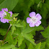 Wallich Geranium