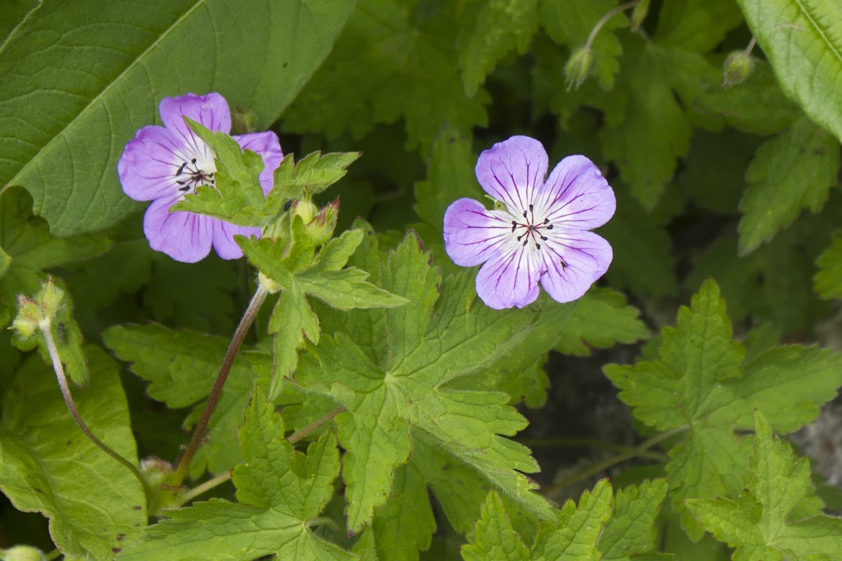 Wallich Geranium