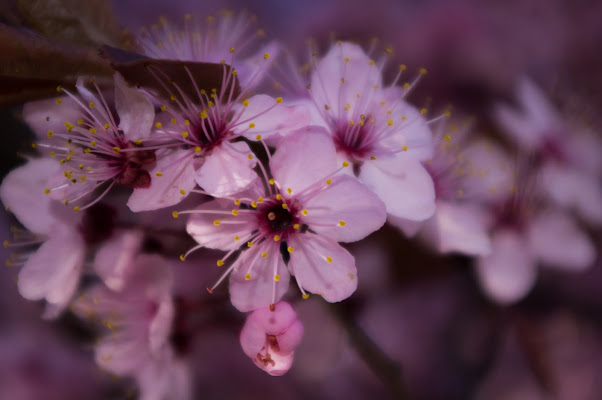 Piccoli dettagli di primavera di Marck Nibi