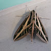 Banded sphynx moth